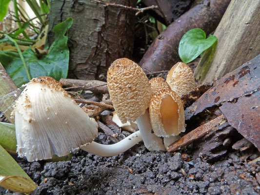 Coprinellus domesticus - Grote viltinktzwam