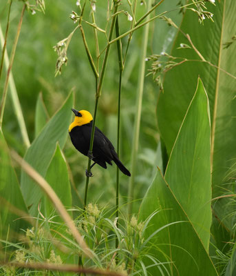 Yellow-hooded Blackbird. male