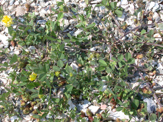 Trifolium campestre - Liggende klaver