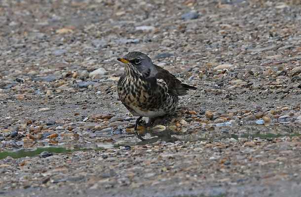 Kramsvogel