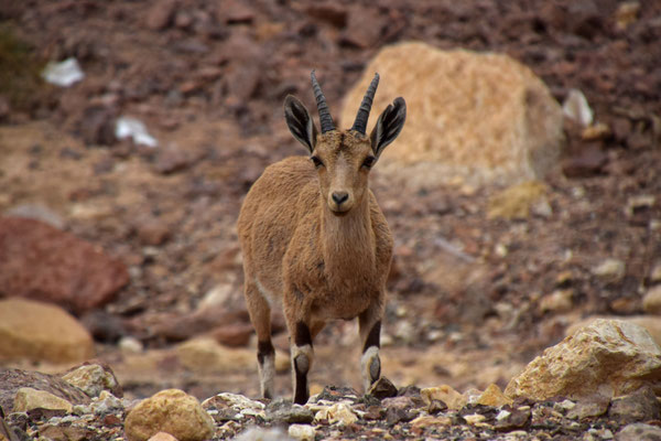 Nubische steenbok