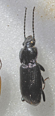 Pterostichus nigrita - Moerasboszwartschild