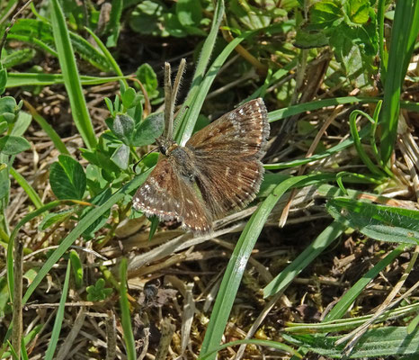bruin dikkopje