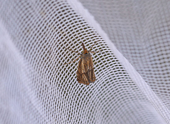 Thisanotia chrysonuchella - Duingrasmot