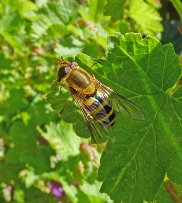 Syrphus ribesii - Bessenbandzweefvlieg