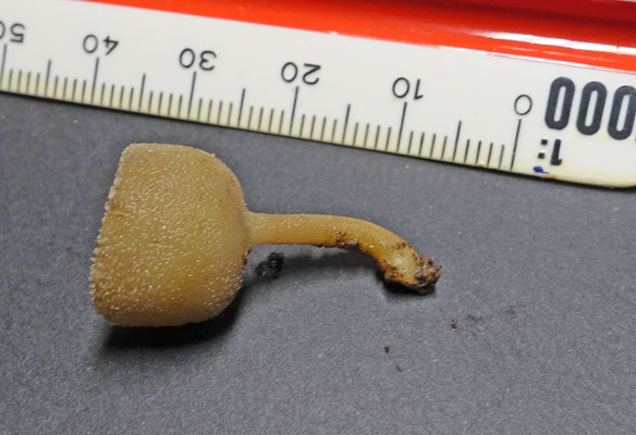 Helvella macropus - Schotelkluifzwam