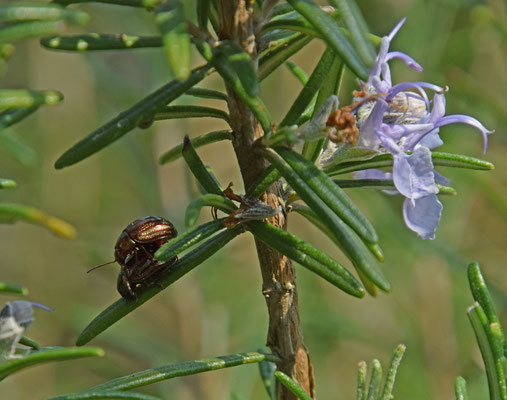 Chrysolina americana - Rozemarijngoudhaantje