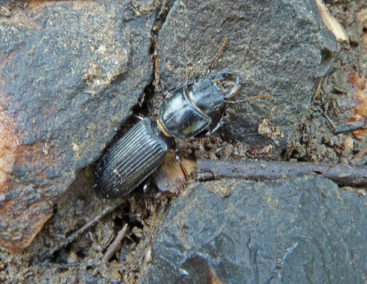 Scarites terricola