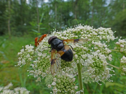 Volucella pellucens - Witte reus