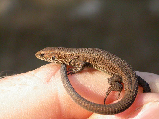 Peloponnesoskielhagedis