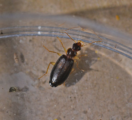 Kustschorsloper - Dromius meridionalis