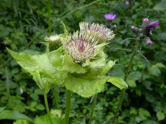 Cirsium oleraceum - Moesdistel