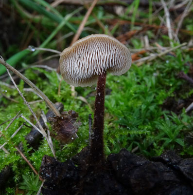 Oorlepelzwam
