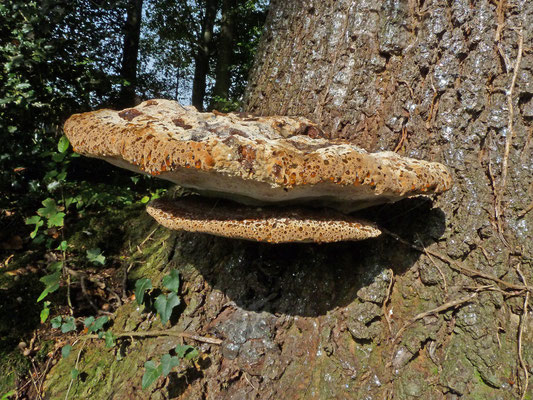 Inonotus dryadeus - Eikenweerschijnzwam