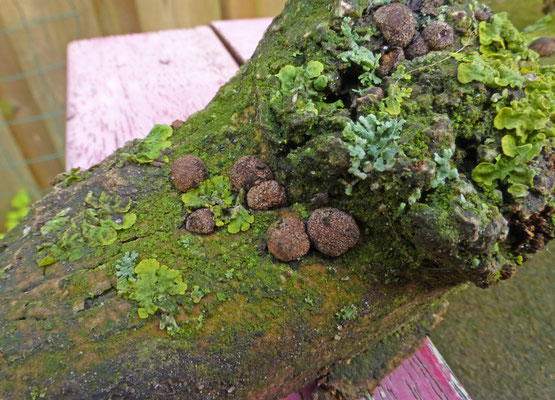 Hypoxylon fraxinophilum - Gewelfde essenkogelzwam