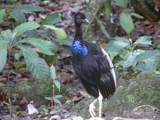 Gray-winged Trumpeter
