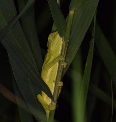 Europese kameleon (Chameleo chameleon)