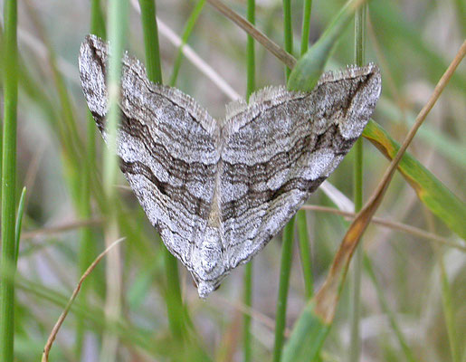 Aplocera efformata - Sint-Janskruidblokspanner