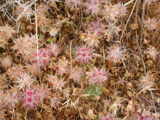 Trifolium stellatum - Sterklaver