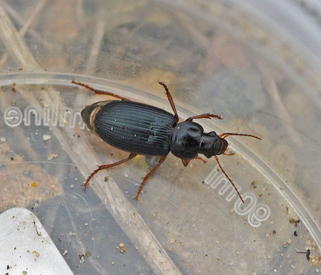Ophonus ardosiacus - Grote blauwe halmklimmer