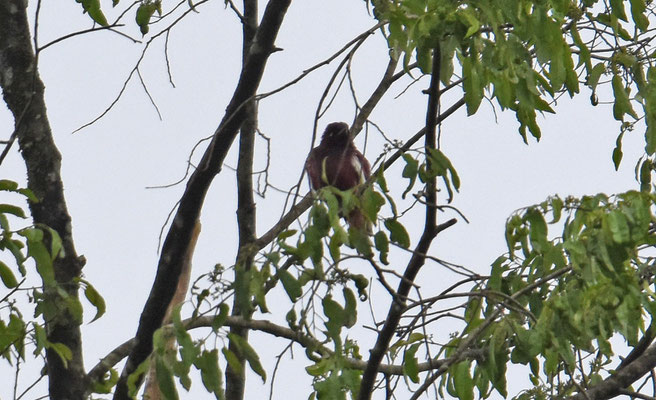 Pompadour Cotinga