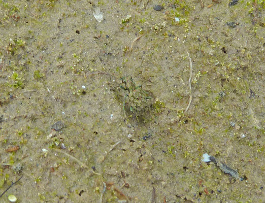 Elaphrus riparius