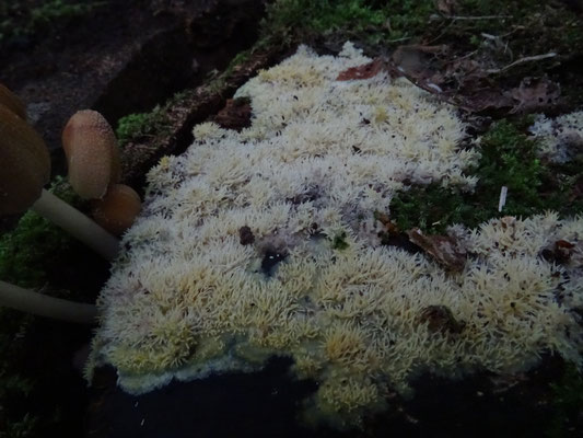 Mycoacia uda - Gele stekelkorstzwam