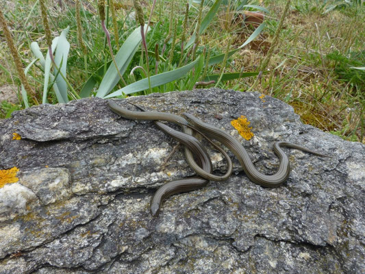 Chalcides striatus (gestreepte hazelskink)