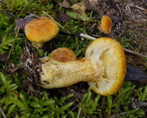 Suillus cavipes var. aureus - Holsteelboleet