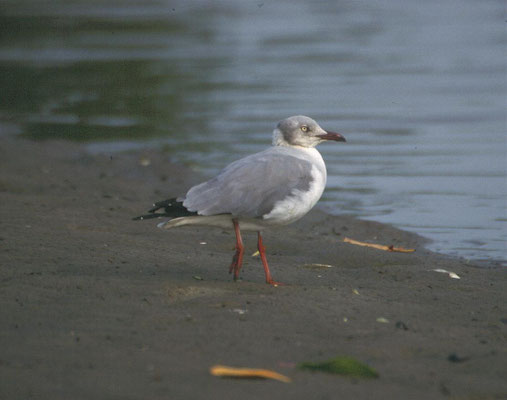 Larus cirrocephalus - Grey-headed Gull