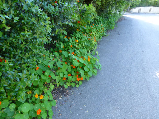Tropaeolum majus - Oost-Indische kers