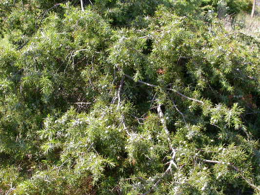 Juniperus communis - Jeneverbes