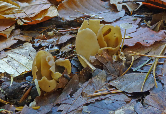Otidea leporina ss. lato - lichte hazenoren