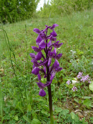 Anacamptis morio - Harlekijn