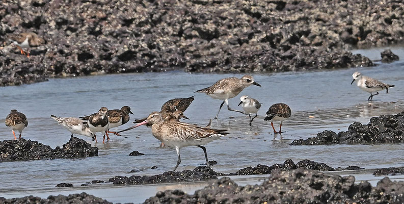 Arenaria interpres - Ruddy Turnstone