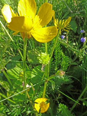 Ranunculus bulbosus - Knolboterbloem