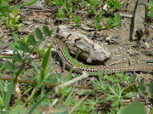 Podarcis melisellensis