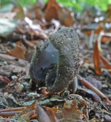 Helvella macropus - Schotelkluifzwam