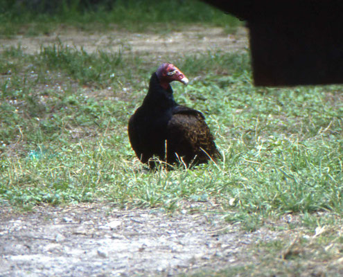 Turrkey Vulture