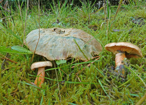 Lactarius deterrimus - Peenrode melkzwam