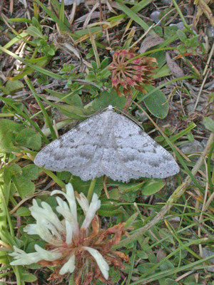 Gnophos obfuscata - Bergoogspanner