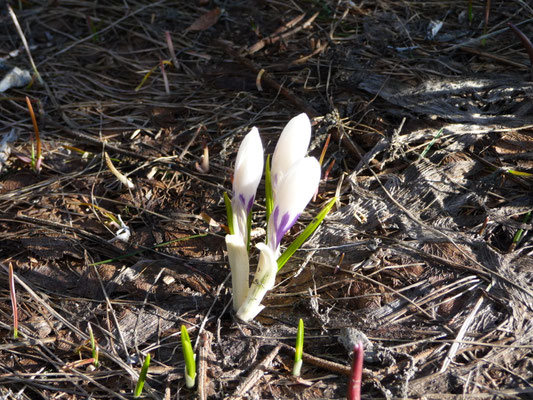 Crocus albiflorus