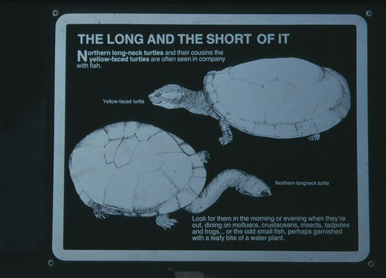 2 voorkomende schildpadden