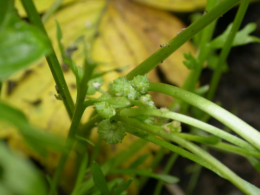 Lepidium coronopus - Grove varkenskers