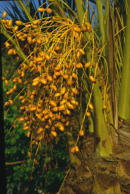 Phoenix dactyliferae - Echte dadelpalm