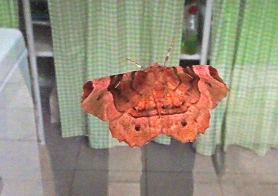 Selenia tetralunaria - Halvemaanvlinder