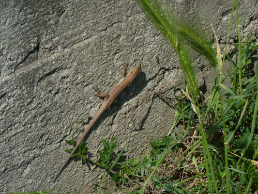 Lacerta viridis, juveniel
