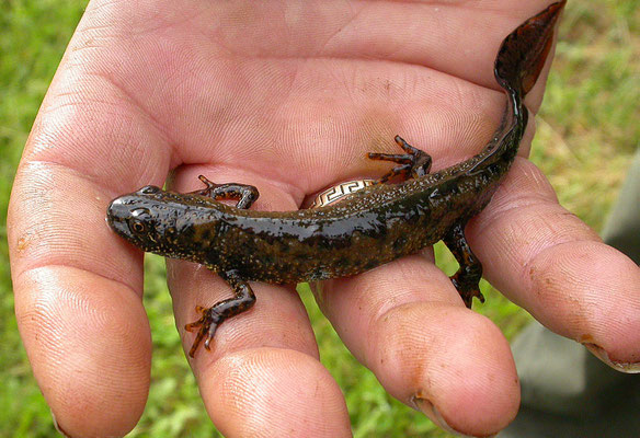 Triturus cristatus - Kamsalamander