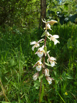 Moeraswespenorchis