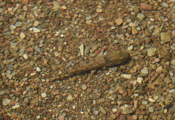 Iberische knoflookpad, larve